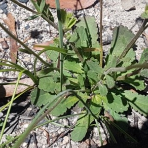 Brachyscome spathulata at Paddys River, ACT - 20 Dec 2020