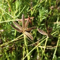 Cyperus sanguinolentus (A Sedge) at Mount Painter - 14 Dec 2020 by CathB