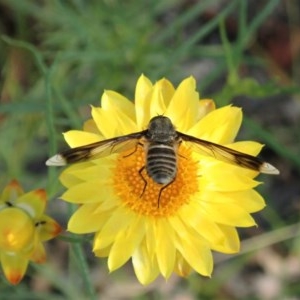 Comptosia quadripennis at Mount Painter - 14 Dec 2020