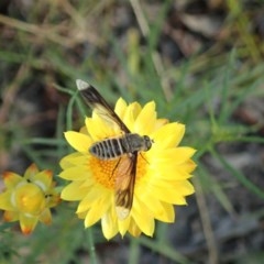 Comptosia quadripennis at Mount Painter - 14 Dec 2020