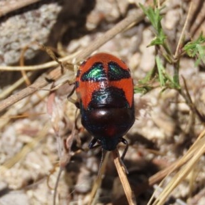 Choerocoris paganus at Theodore, ACT - 20 Dec 2020