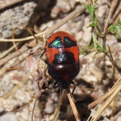 Choerocoris paganus (Ground shield bug) at Tuggeranong Hill - 20 Dec 2020 by owenh