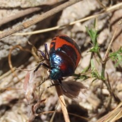 Choerocoris paganus at Theodore, ACT - 20 Dec 2020