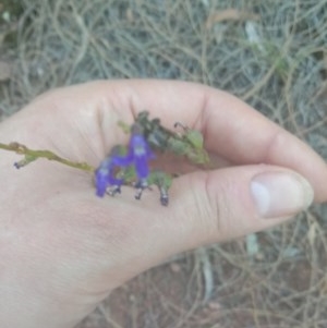 Lobelia dentata/gibbosa at Majura, ACT - 20 Dec 2020