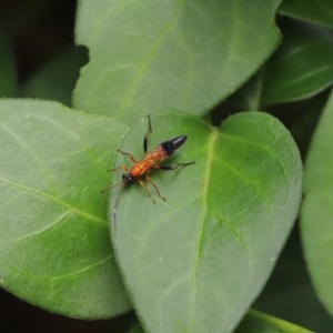 Ctenochares bicolorus at Kaleen, ACT - 19 Dec 2020 12:15 PM