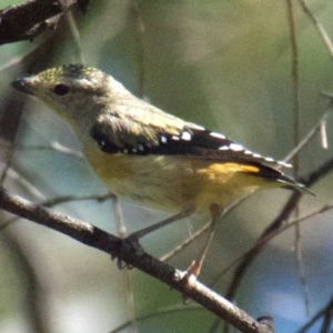 Pardalotus punctatus at Deakin, ACT - 19 Dec 2020