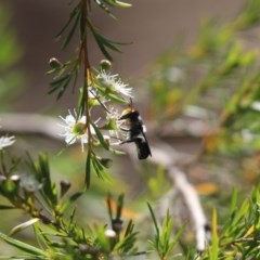 Megachile sp. (several subgenera) (Resin Bees) at Cook, ACT - 20 Dec 2020 by Tammy