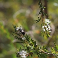 Megachile sp. (several subgenera) at Cook, ACT - 20 Dec 2020