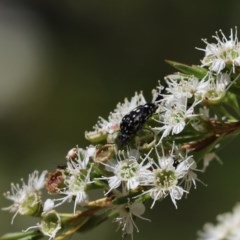 Mordella dumbrelli (Dumbrell's Pintail Beetle) at Cook, ACT - 19 Dec 2020 by Tammy