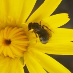 Lasioglossum (Chilalictus) sp. (genus & subgenus) (Halictid bee) at Paddys River, ACT - 20 Dec 2020 by trevorpreston