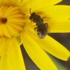 Lasioglossum (Chilalictus) sp. (genus & subgenus) at Paddys River, ACT - 20 Dec 2020 01:50 PM