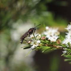 Miltinus sp. (genus) (Miltinus mydas fly) at Cook, ACT - 20 Dec 2020 by Tammy