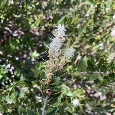 Orites lancifolius (Alpine Orites) at Cotter River, ACT - 20 Dec 2020 by MattM