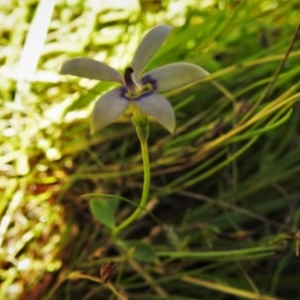 Isotoma fluviatilis subsp. australis at Paddys River, ACT - 18 Dec 2020