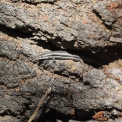 Morethia boulengeri (Boulenger's Skink) at Cook, ACT - 20 Dec 2020 by Tammy