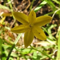 Hypoxis hygrometrica (Golden Weather-grass) at Paddys River, ACT - 17 Dec 2020 by JohnBundock