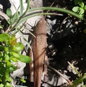 Cirphula pyrrhocnemis at Paddys River, ACT - 20 Dec 2020