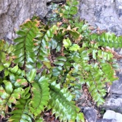 Cyrtomium falcatum (Holly Fern) at Beecroft Peninsula, NSW - 20 Dec 2020 by plants