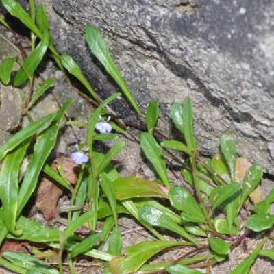 Lobelia anceps (Angled Lobelia) at Beecroft Peninsula, NSW - 20 Dec 2020 by plants