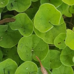 Dichondra repens (Kidney Weed) at Paddys River, ACT - 20 Dec 2020 by trevorpreston