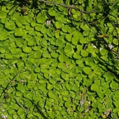 Dichondra repens at Paddys River, ACT - 20 Dec 2020