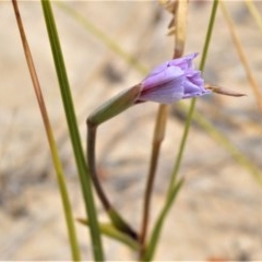 Gladiolus gueinzii (Beach Gladiolus) at Beecroft Peninsula, NSW - 20 Dec 2020 by plants