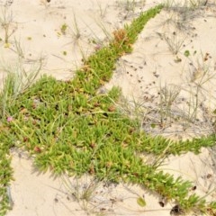 Carpobrotus glaucescens (Pigface) at Beecroft Peninsula, NSW - 20 Dec 2020 by plants