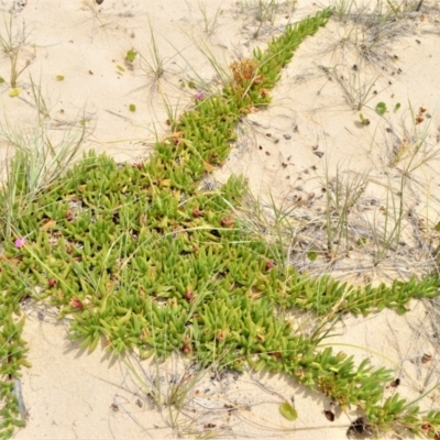 Carpobrotus glaucescens (Pigface) at Beecroft Peninsula, NSW - 20 Dec 2020 by plants