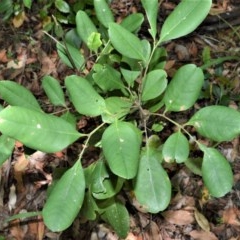 Guioa semiglauca (Wild Quince) at Beecroft Peninsula, NSW - 20 Dec 2020 by plants