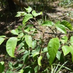 Euroschinus falcatus var. falcatus (Ribbonwood) at Beecroft Peninsula, NSW - 20 Dec 2020 by plants