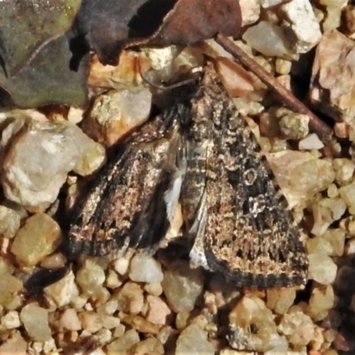 Heliothis punctifera (Lesser Budworm) at Forde, ACT - 20 Dec 2020 by JohnBundock