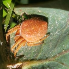 Araneinae (subfamily) (Orb weaver) at Paddys River, ACT - 20 Dec 2020 by trevorpreston