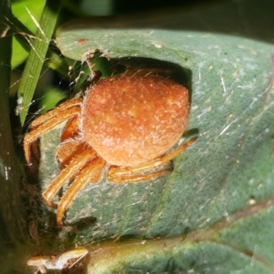 Araneinae (subfamily) (Orb weaver) at Paddys River, ACT - 20 Dec 2020 by trevorpreston