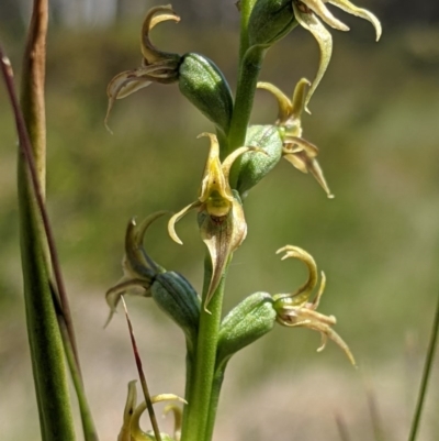 Prasophyllum sp. (A Leek Orchid) at Cotter River, ACT - 20 Dec 2020 by MattM