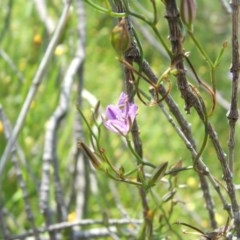 Thysanotus patersonii (Twining Fringe Lily) at Nangus, NSW - 18 Oct 2010 by abread111