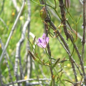 Thysanotus patersonii at Nangus, NSW - 18 Oct 2010