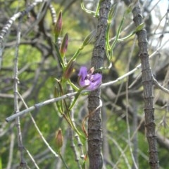 Thysanotus patersonii at Nangus, NSW - 18 Oct 2010