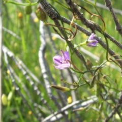 Thysanotus patersonii at Nangus, NSW - 18 Oct 2010