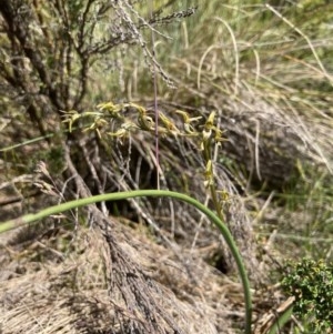 Paraprasophyllum sphacelatum at Cotter River, ACT - suppressed