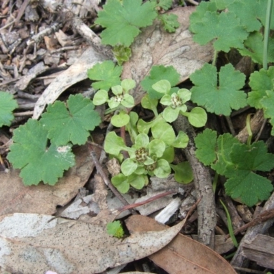 Stuartina muelleri (Spoon Cudweed) at Nangus, NSW - 18 Oct 2010 by abread111