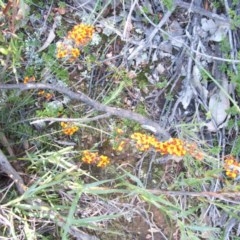 Dillwynia sericea (Egg And Bacon Peas) at Nangus, NSW - 18 Oct 2010 by abread111