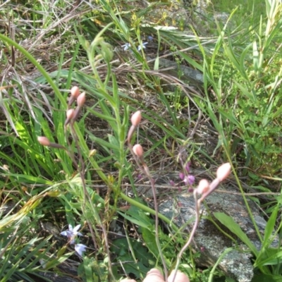 Thelymitra sp. (A Sun Orchid) at Nangus, NSW - 18 Oct 2010 by abread111