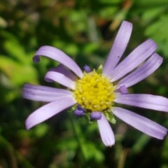 Calotis scabiosifolia var. integrifolia (Rough Burr-daisy) at Paddys River, ACT - 20 Dec 2020 by tpreston