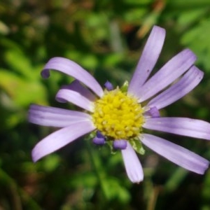 Calotis scabiosifolia var. integrifolia at Paddys River, ACT - 20 Dec 2020