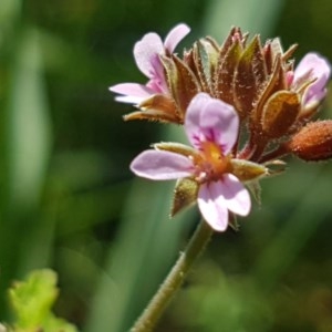 Pelargonium inodorum at Paddys River, ACT - 20 Dec 2020