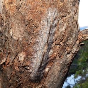 Pinara cana at Paddys River, ACT - suppressed