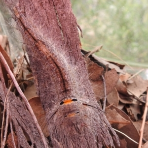 Pinara cana at Paddys River, ACT - suppressed