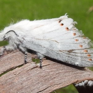 Pinara cana at Paddys River, ACT - suppressed