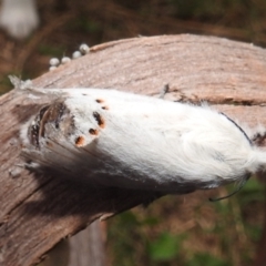 Pinara cana at Paddys River, ACT - suppressed