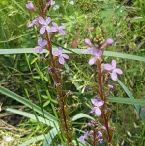 Stylidium sp. at Paddys River, ACT - 20 Dec 2020